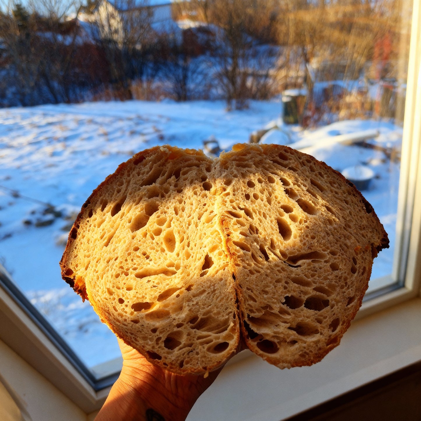 109+ Year Old Organic Transylvanian Sourdough Starter