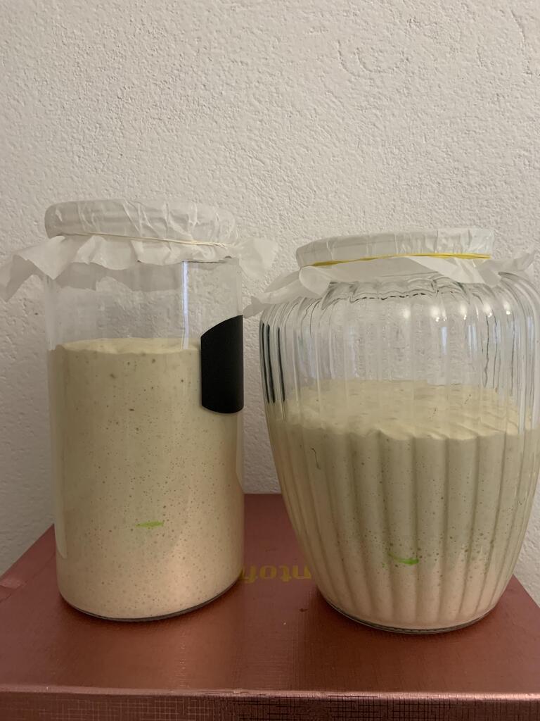 Maia Fermentata
